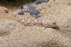 Favonigobius exquisitus
