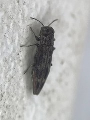 Agrilus lecontei