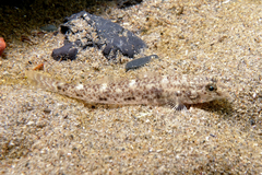 Favonigobius exquisitus