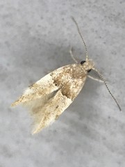 Theisoa constrictella