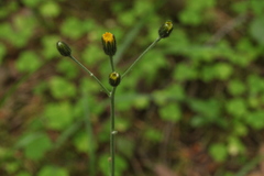 Hieracium subpellucidum