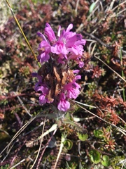 Pedicularis lanata