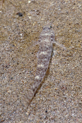 Favonigobius exquisitus