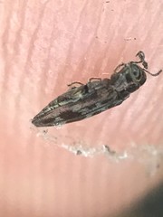Agrilus lecontei