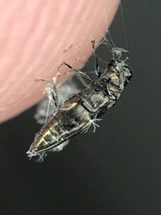Agrilus lecontei