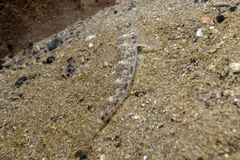 Favonigobius exquisitus