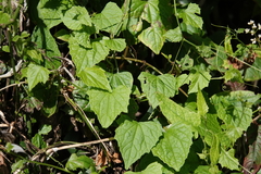 Zehneria