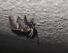 Megalopyge lampra