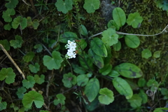 Trigonotis formosana