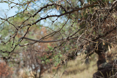 Oxybelis microphthalmus