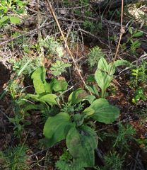 Bupleurum longiradiatum