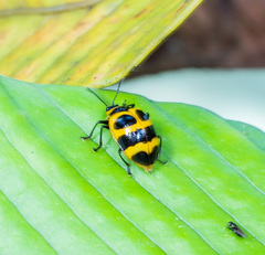 Oligocorynus jansoni