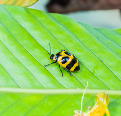 Oligocorynus jansoni