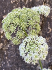 Angelica scabrida