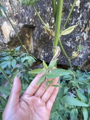 Angelica scabrida