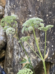 Angelica scabrida
