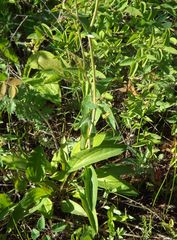 Bupleurum longiradiatum