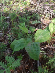 Bupleurum longiradiatum