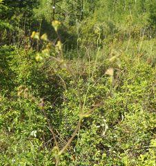 Bupleurum longiradiatum