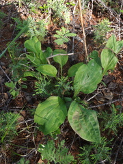 Bupleurum longiradiatum