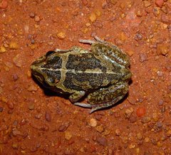 Ranoidea longipes