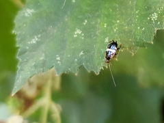 Planuncus tingitanus