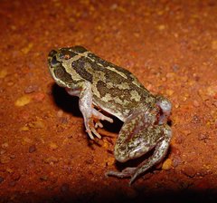 Ranoidea longipes