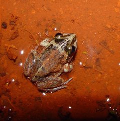 Ranoidea longipes