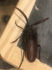 Prionus californicus