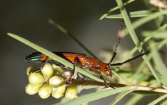 Stenoderus ostricilla