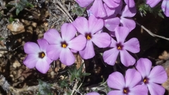 Phlox diffusa