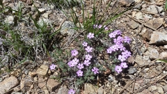 Phlox diffusa