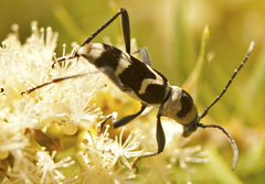 Chlorophorus curtisi