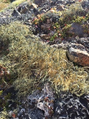 Alectoria ochroleuca