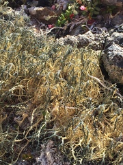 Alectoria ochroleuca