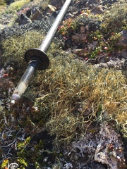 Alectoria ochroleuca