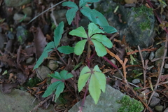 Tetrastigma obtectum