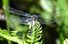 Leucorrhinia proxima