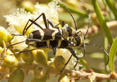 Chlorophorus curtisi