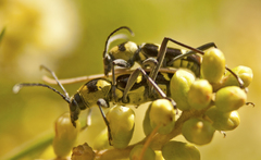 Chlorophorus curtisi