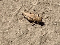 Oedaleonotus phryneicus