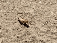 Oedaleonotus phryneicus