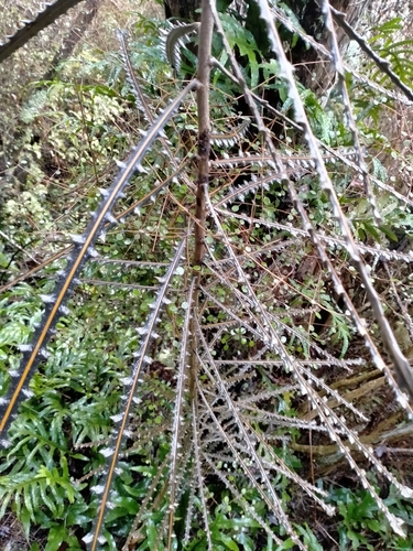 Pseudopanax ferox