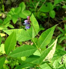 Vicia venosa