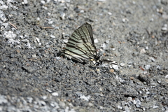 Graphium eurous