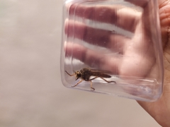 Asilinae