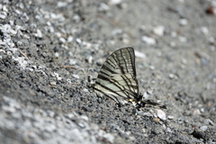 Graphium eurous