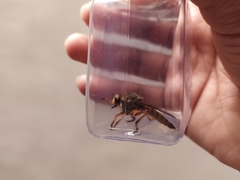 Asilinae