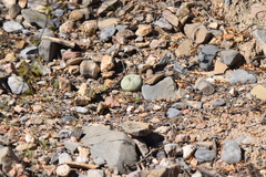 Lophophora diffusa