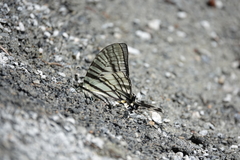 Graphium eurous